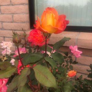 Meet your Posher, Gemma